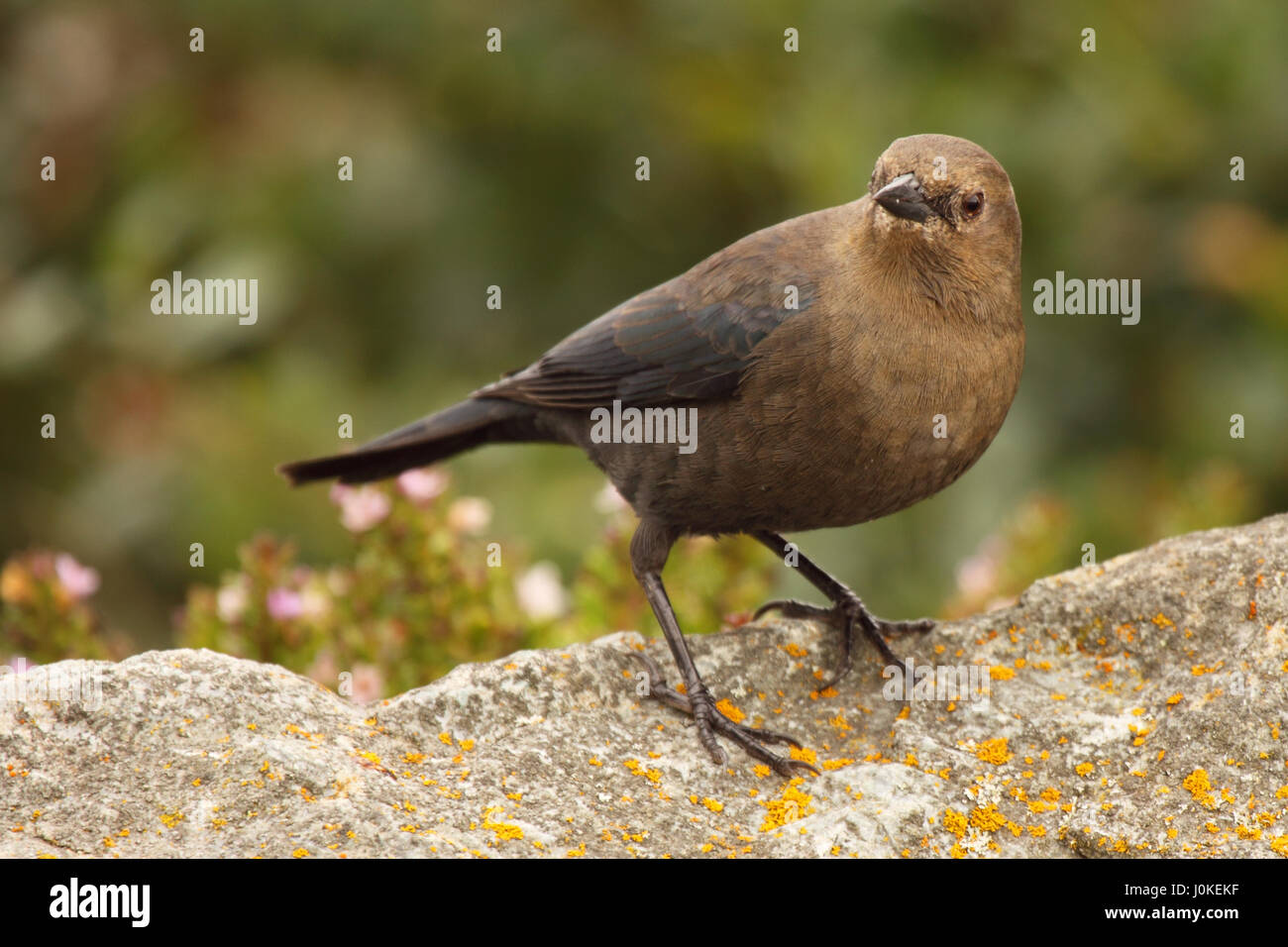 Wildlife photograph hi-res stock photography and images - Alamy