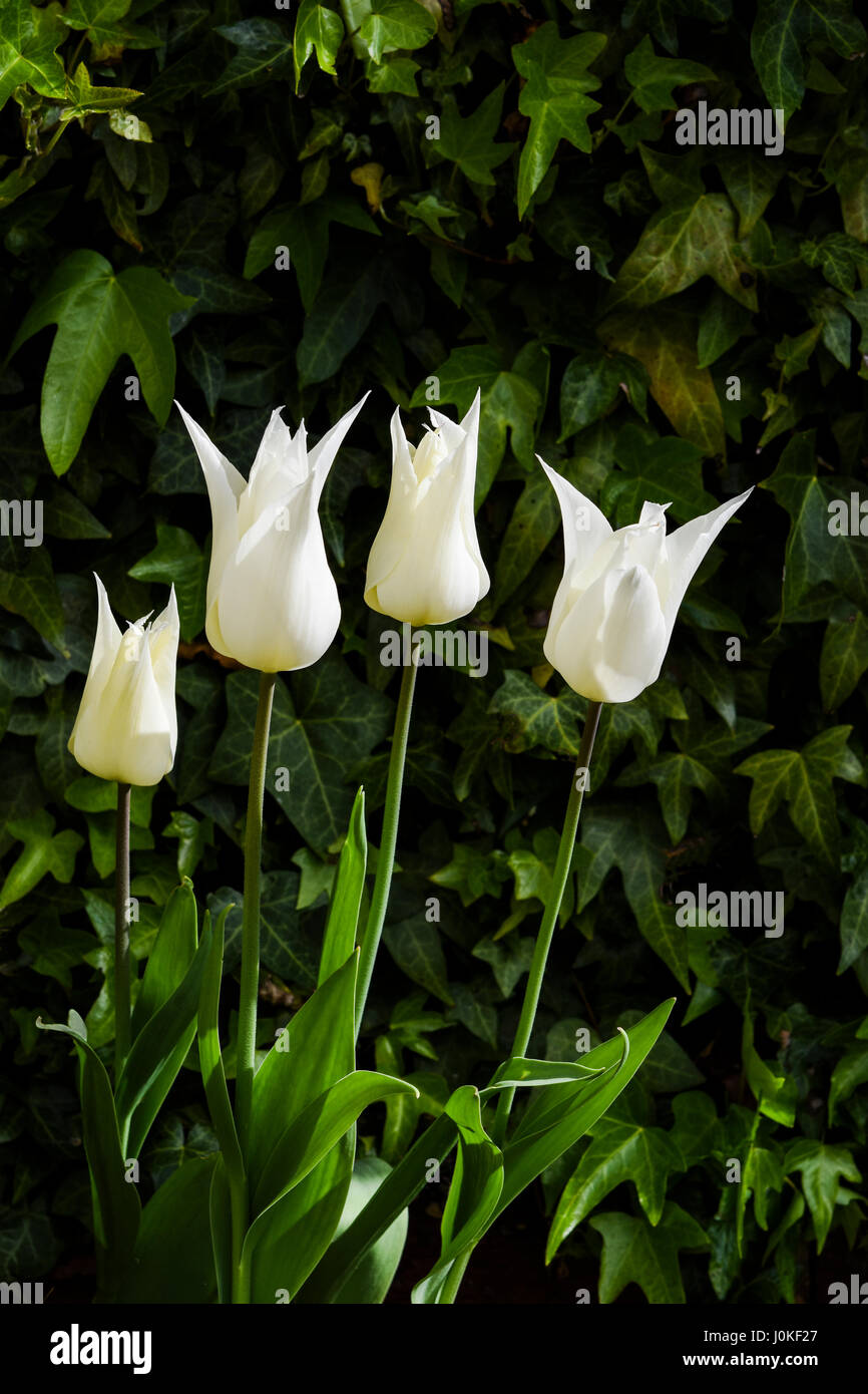 Tulipa Sapporo / Pale Yellow to White Lily shaped Tulip Stock Photo