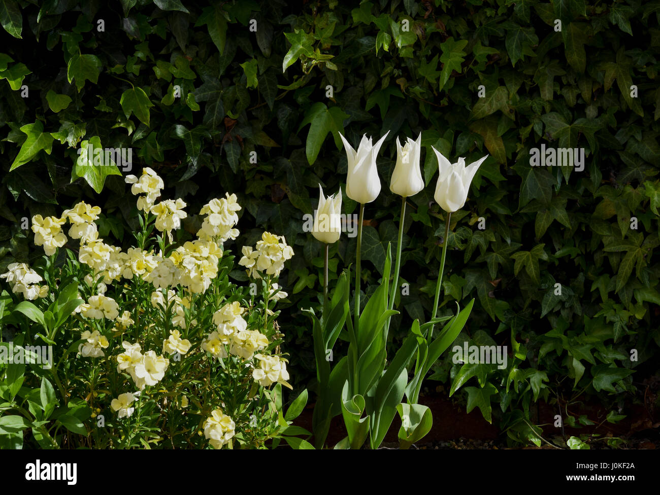 Ivory White Wallflowers and Tulipa Sapparo Stock Photo