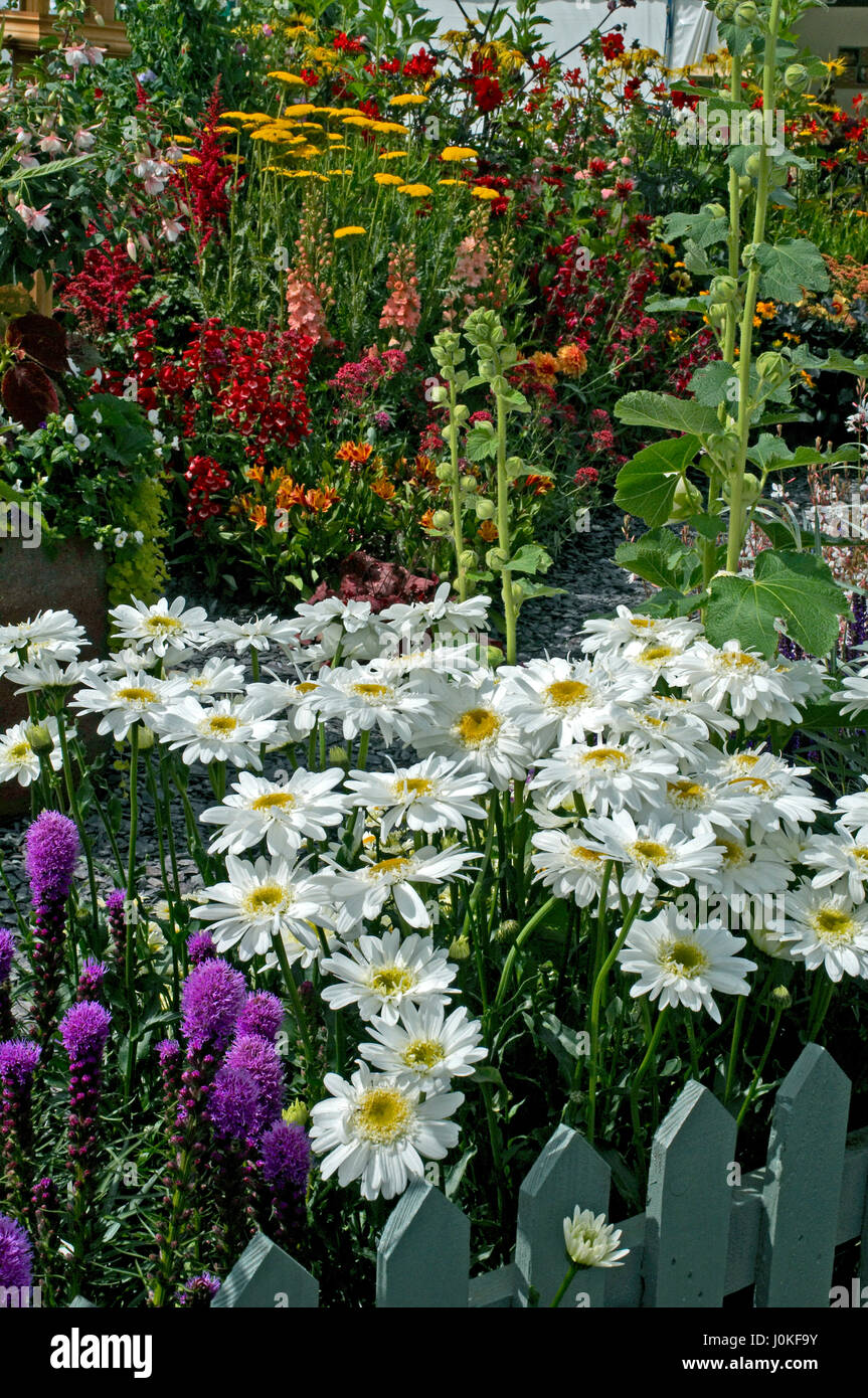 Close up of a flower border with Leucanthemum x superbum 'Wirral Supreme' Stock Photo