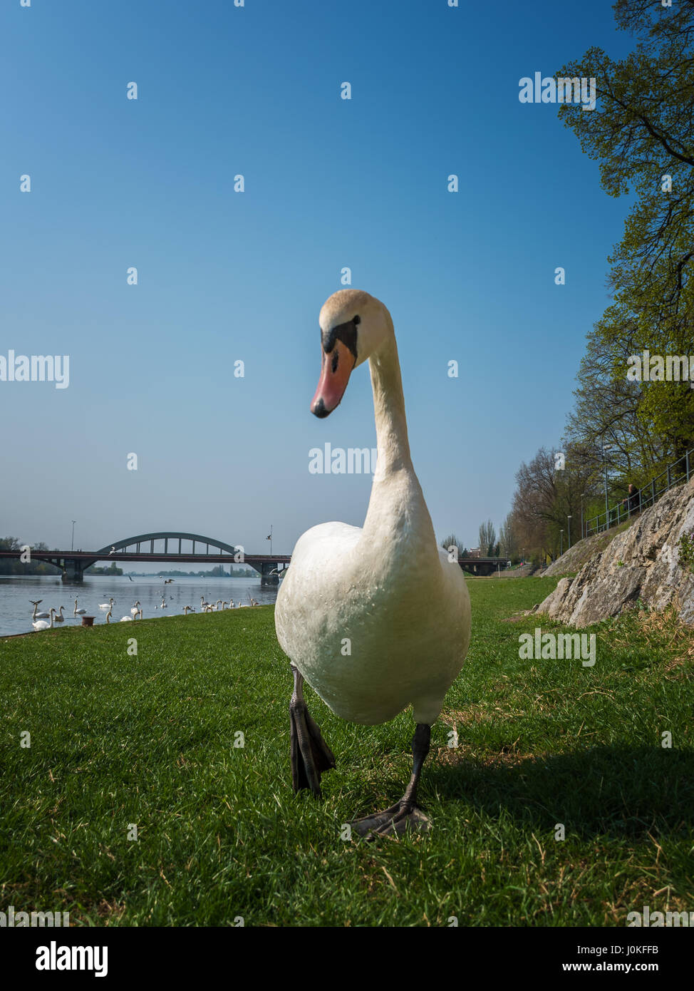 White swan wailking to me (portrait) Stock Photo