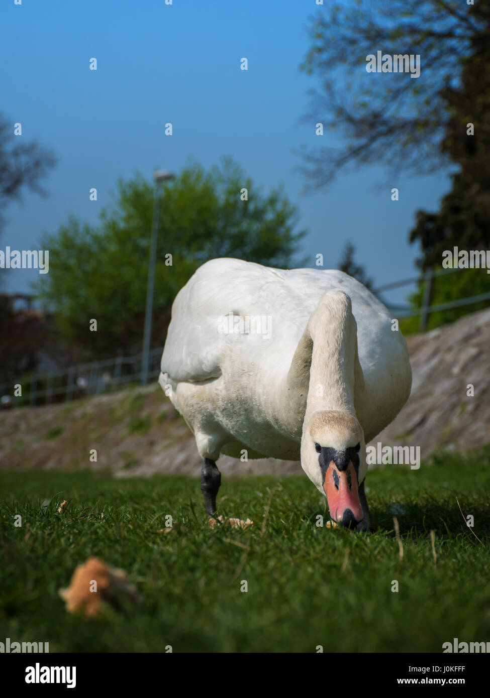 White swan eating and relaxing on the green grass of the riverbank Stock Photo