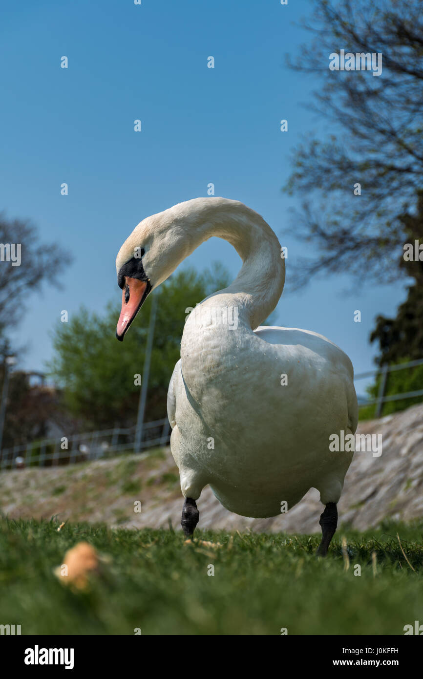 White swan is eating a bread on the green grass of the riverbank Stock Photo