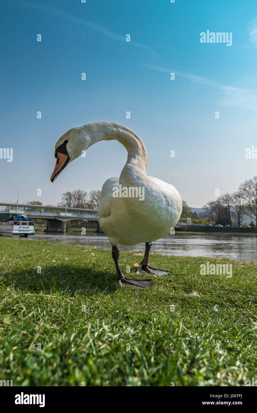 White swan is is looking at me at the riverbank Stock Photo