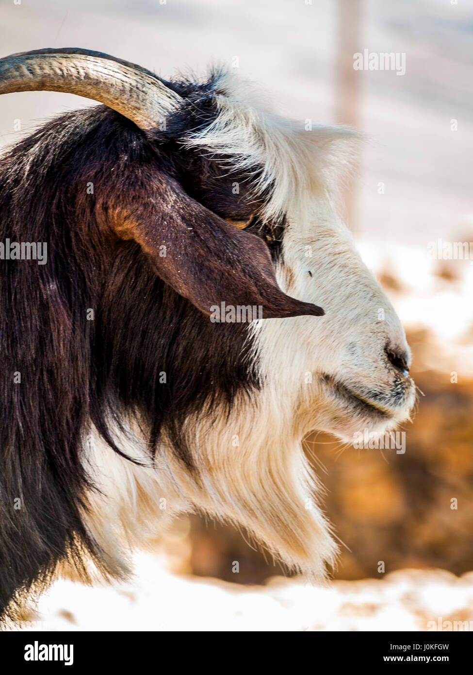 Omani goat, Jebel Shams, Oman Stock Photo