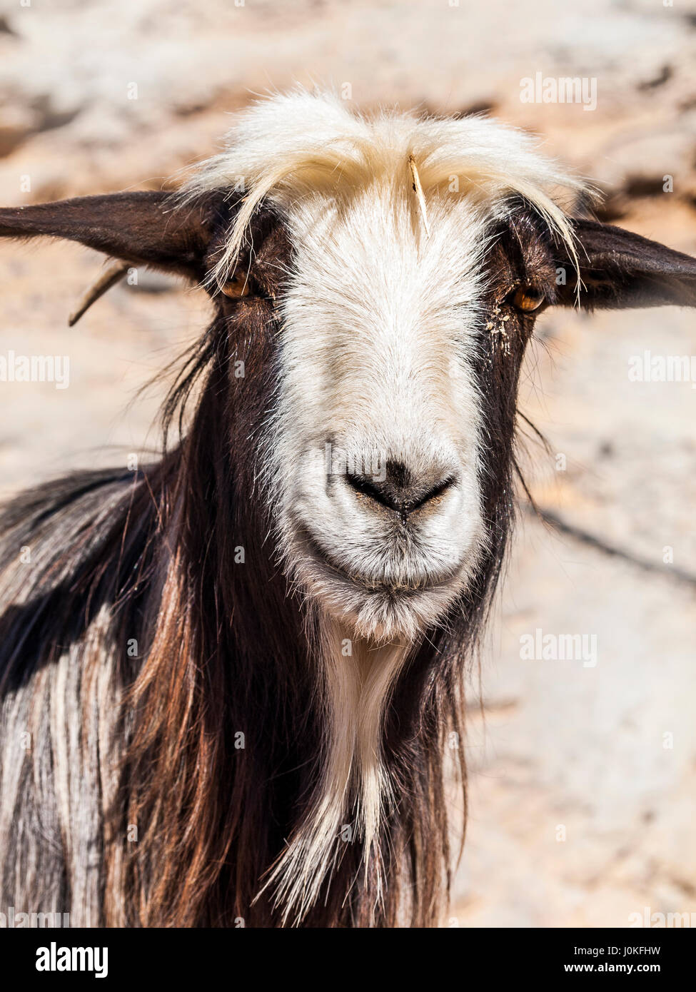 Omani goat, Jebel Shams, Oman Stock Photo