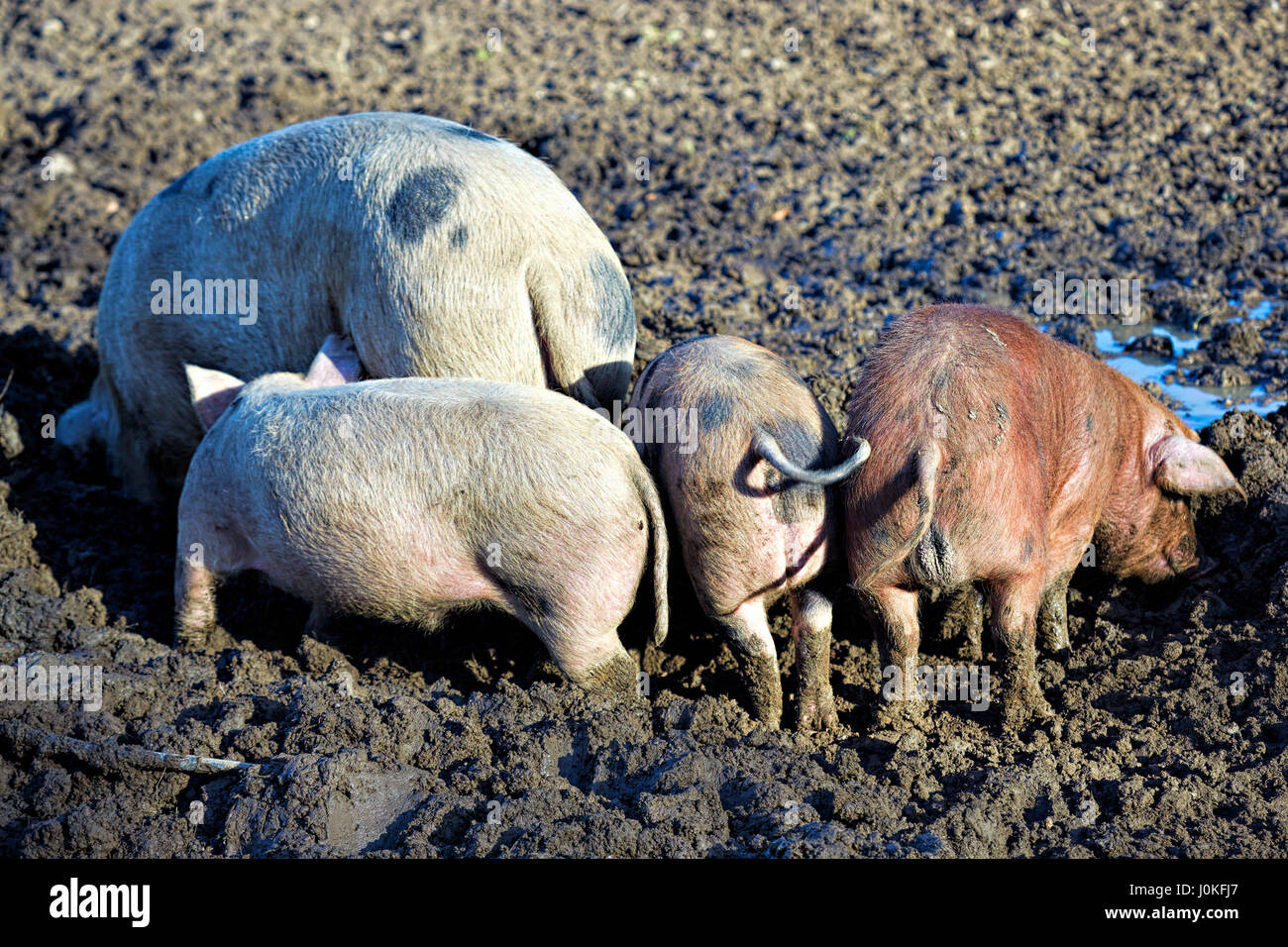 Pigs on farm Stock Photo