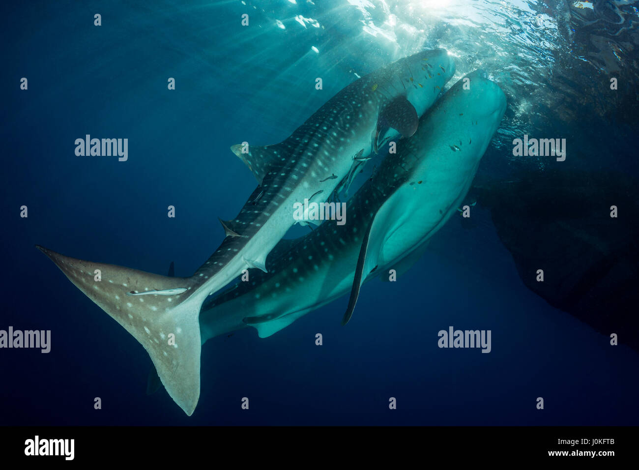Whale Shark, Rhincodon typus, Cenderawasih Bay, West Papua, Indonesia Stock Photo