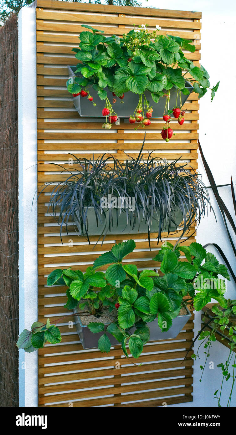 Display of vertical planted wall hanging containers Stock Photo