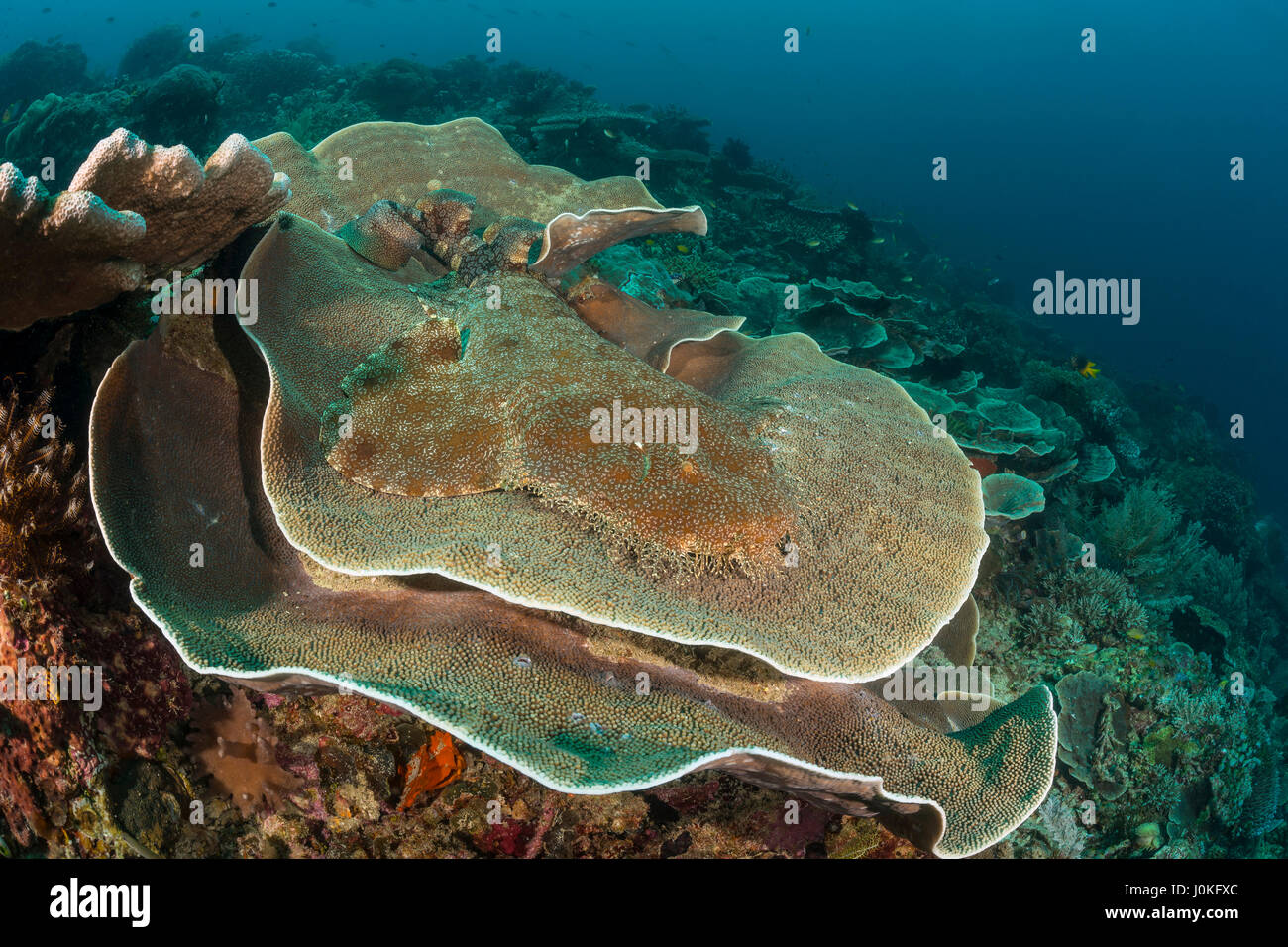 Tasselled Wobbegong, Eucrossorhinus dasypogon, Raja Ampat, West Papua, Indonesia Stock Photo