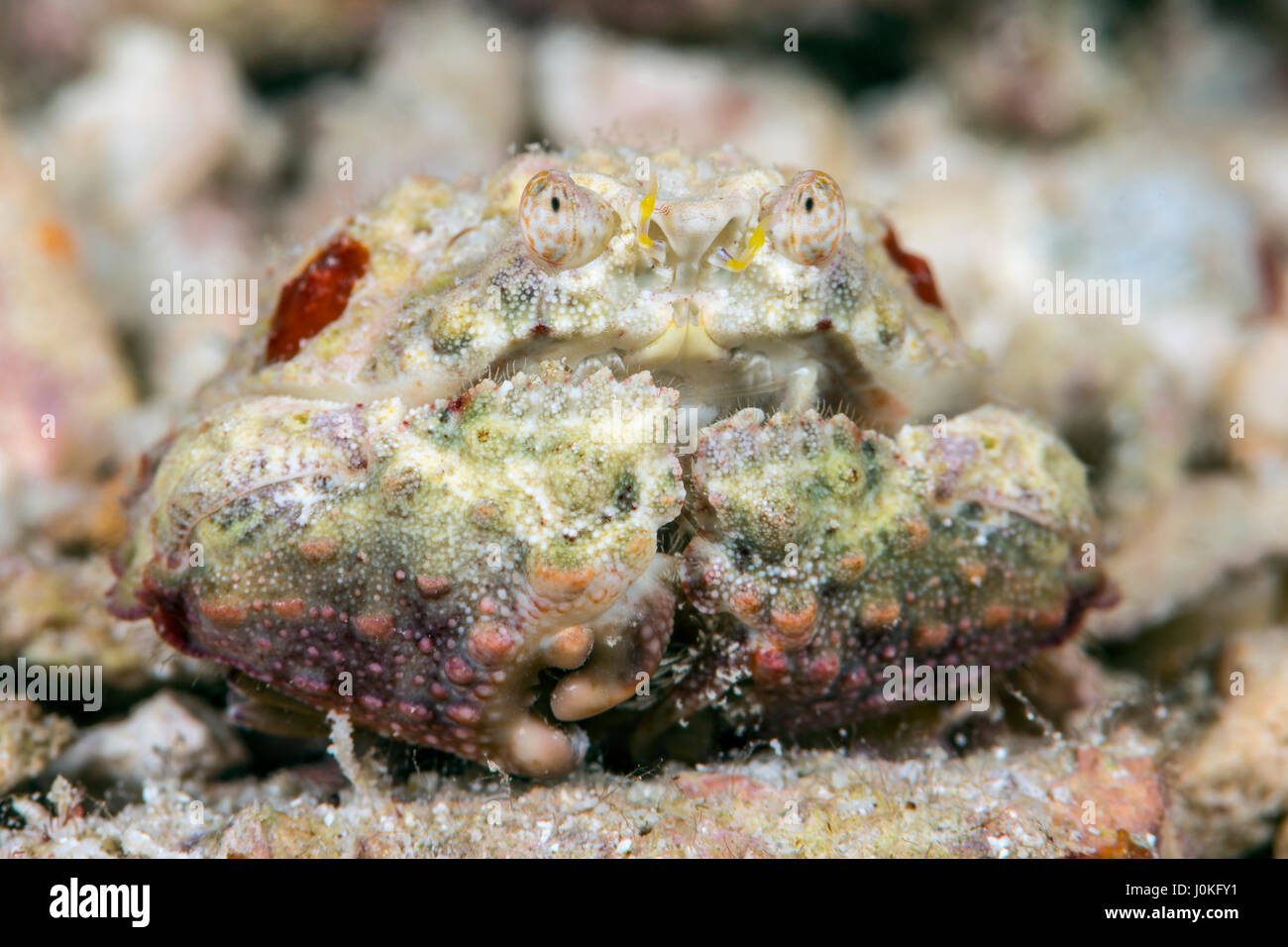 Box Crab, Calappa sp., Raja Ampat, West Papua, Indonesia Stock Photo