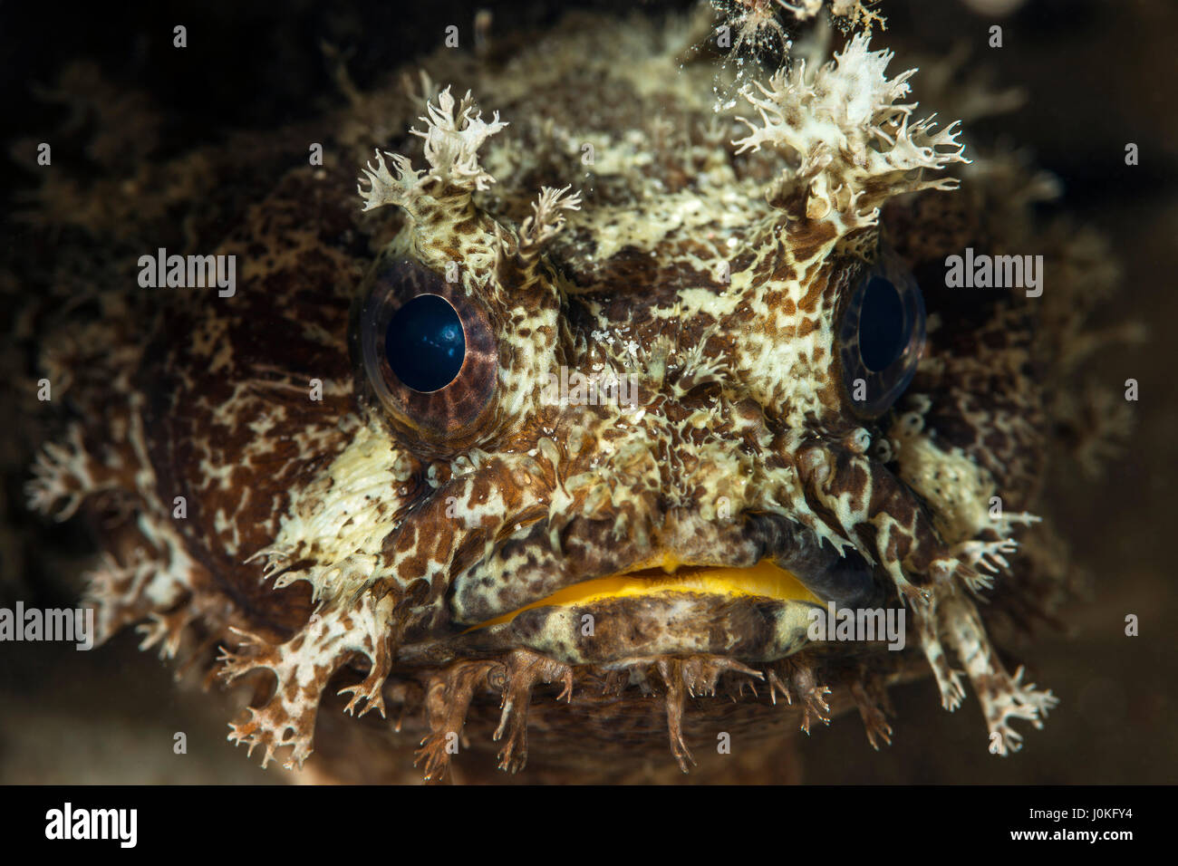 Banded Toadfish, Halophryne diemensis, Raja Ampat, West Papua, Indonesia Stock Photo