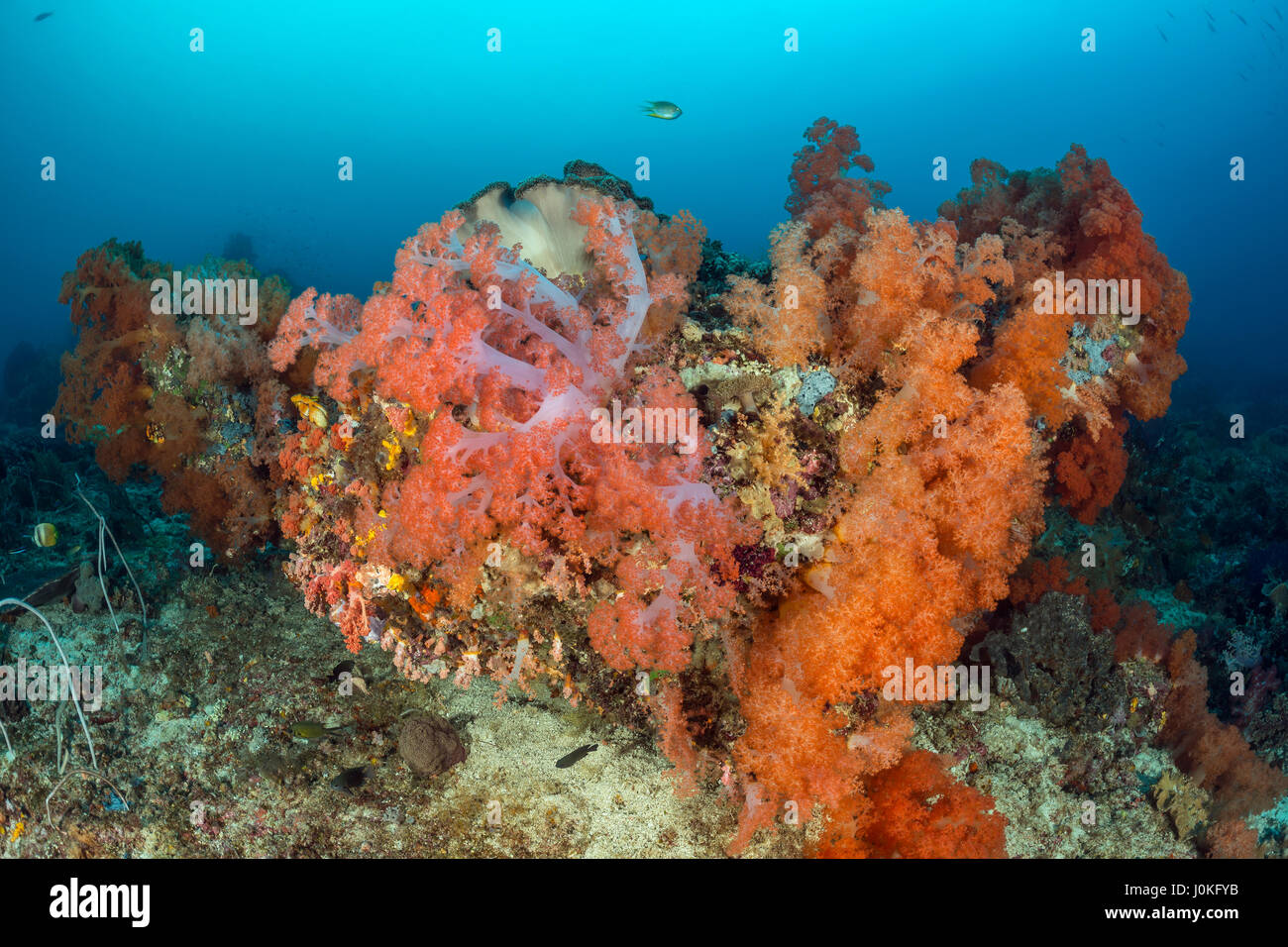 Colored Soft Corals, Nephthea sp, Raja Ampat, West Papua, Indonesia Stock Photo
