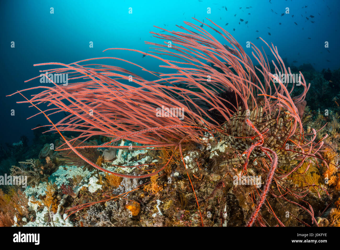 Red Whip Coral, Ellisella sp., Raja Ampat, West Papua, Indonesia Stock Photo