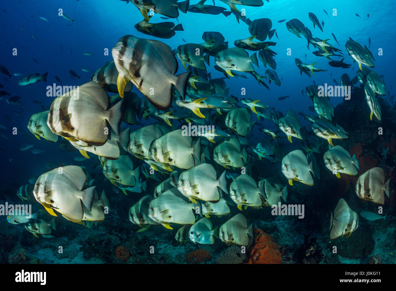 Shoal of Longfin Batfish, Platax teira, Raja Ampat, West Papua, Indonesia Stock Photo