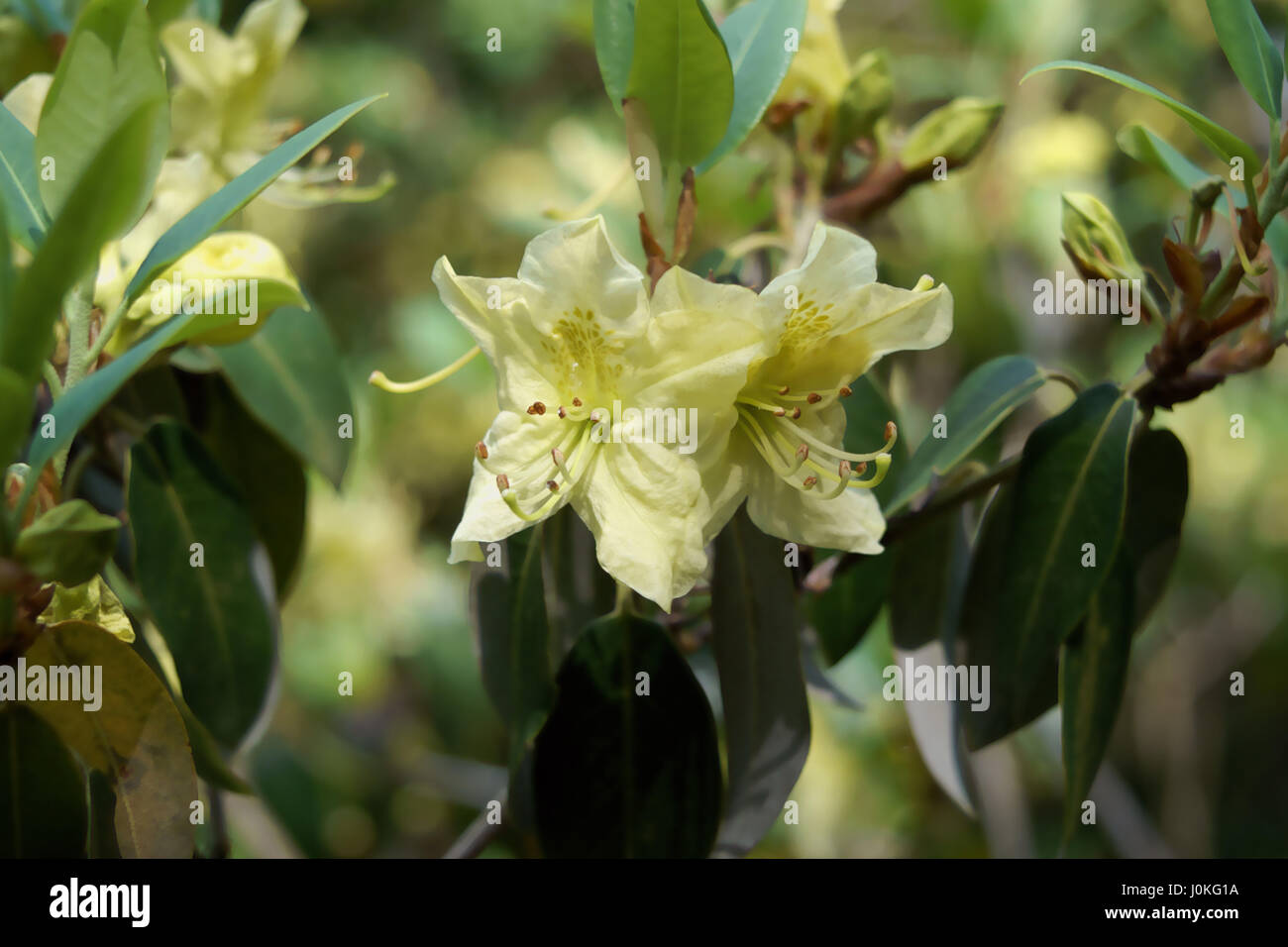 Rhododendron triflorum var. bauhiniiflorum at Clyne gardens, Swansea, Wales, UK. Stock Photo