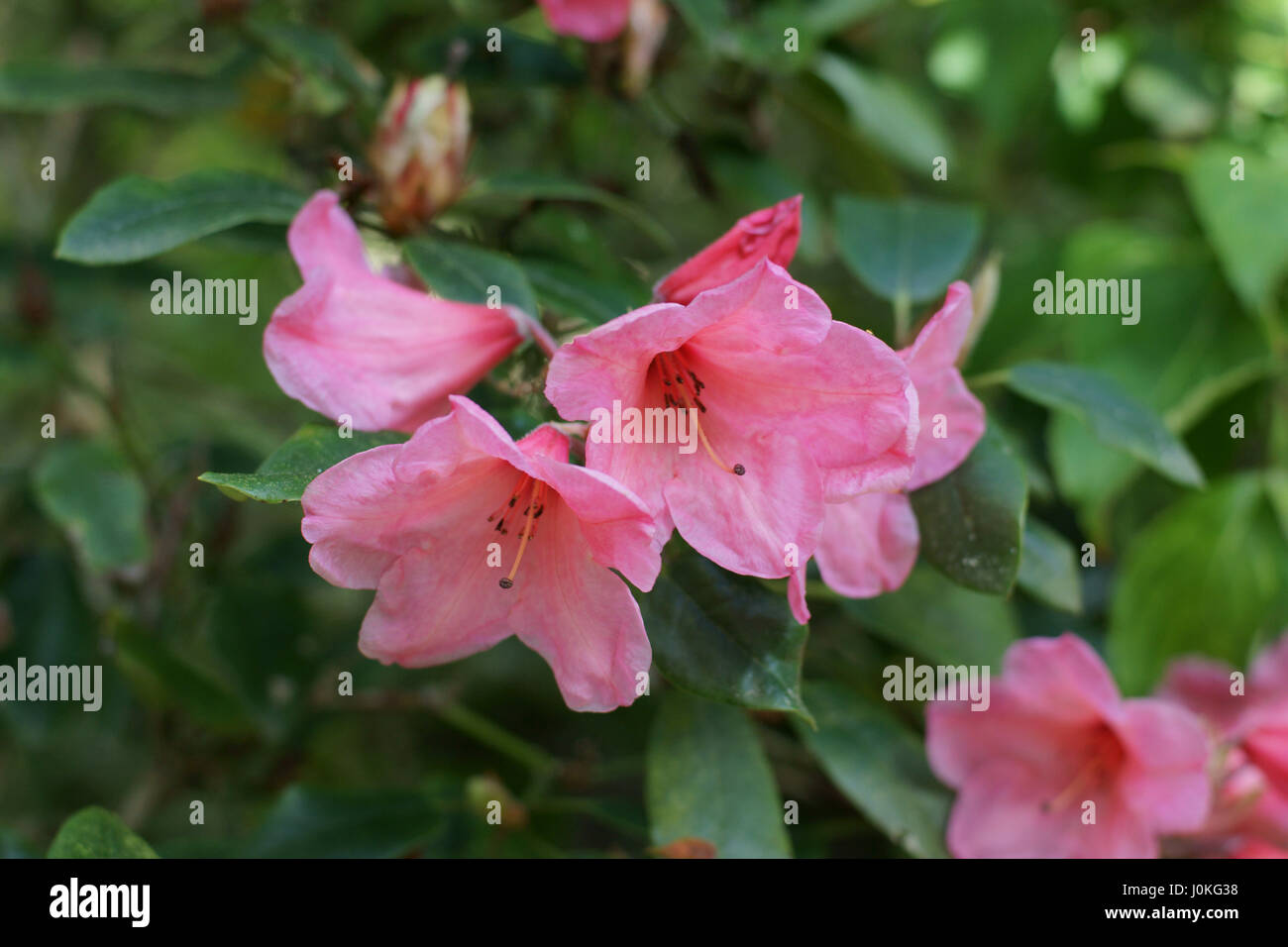 Rhododendron 'Winsome' Stock Photo