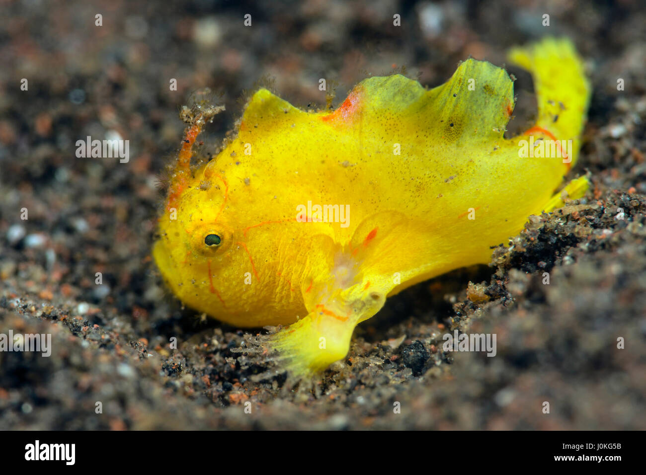 Juvenile Hispid Frogfish, Antennarius hispidus, Bali, Indonesia Stock Photo