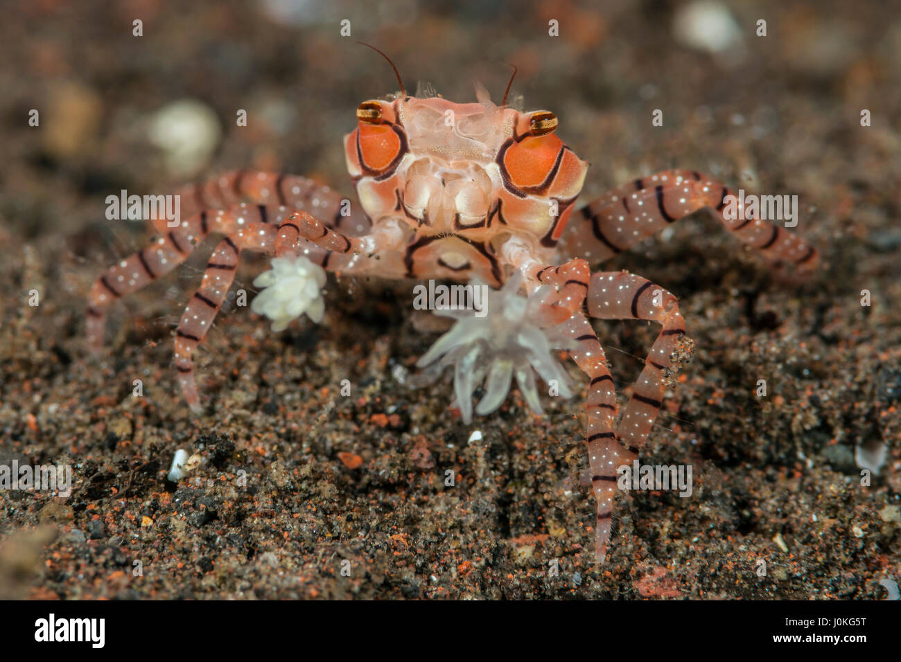 Boxer Crab, Lybia tessellata, Bali, Indonesia Stock Photo