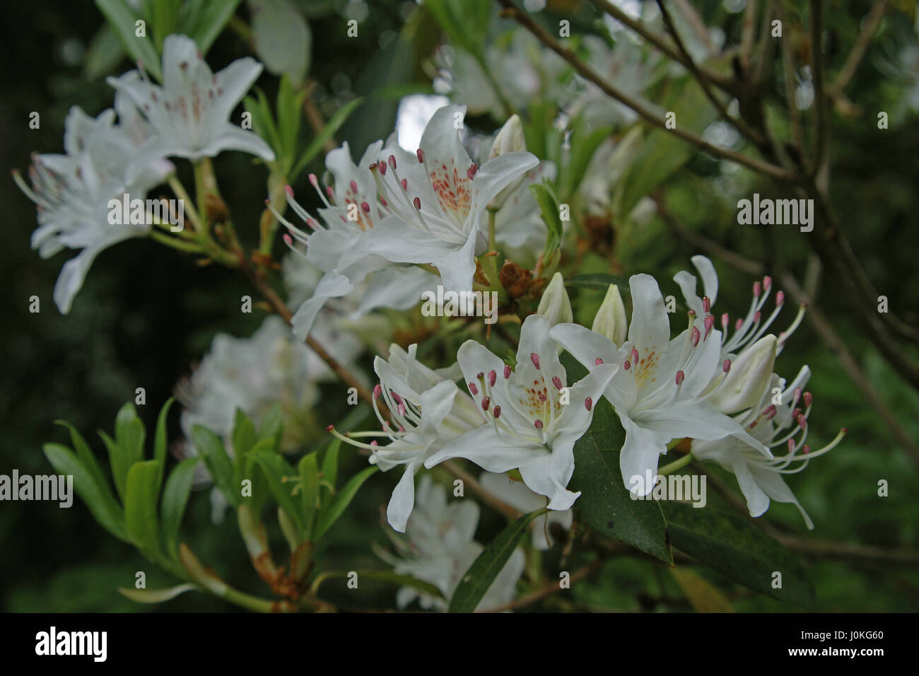 Rhododendron yunnanense at Clyne gardens, Swansea, Wales, UK. Stock Photo