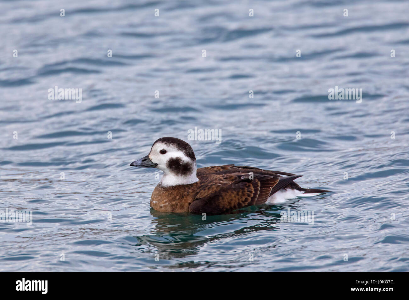 Long-tailed duck (Clangula hyemalis) female swimming at sea in winter Stock Photo