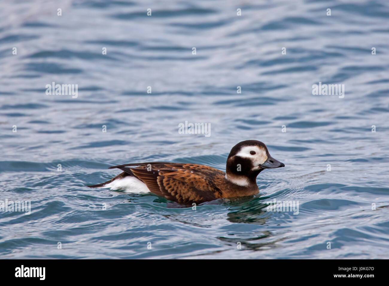 Long-tailed duck (Clangula hyemalis) female swimming at sea in winter Stock Photo