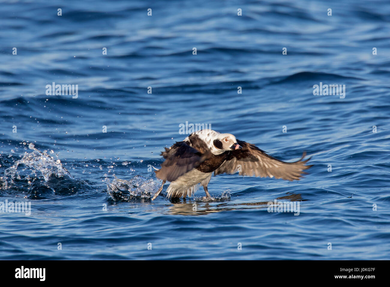 Long-tailed duck (Clangula hyemalis) male taking off from sea in winter Stock Photo
