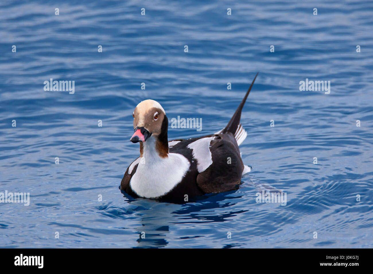 Long-tailed duck (Clangula hyemalis) male swimming at sea in winter Stock Photo
