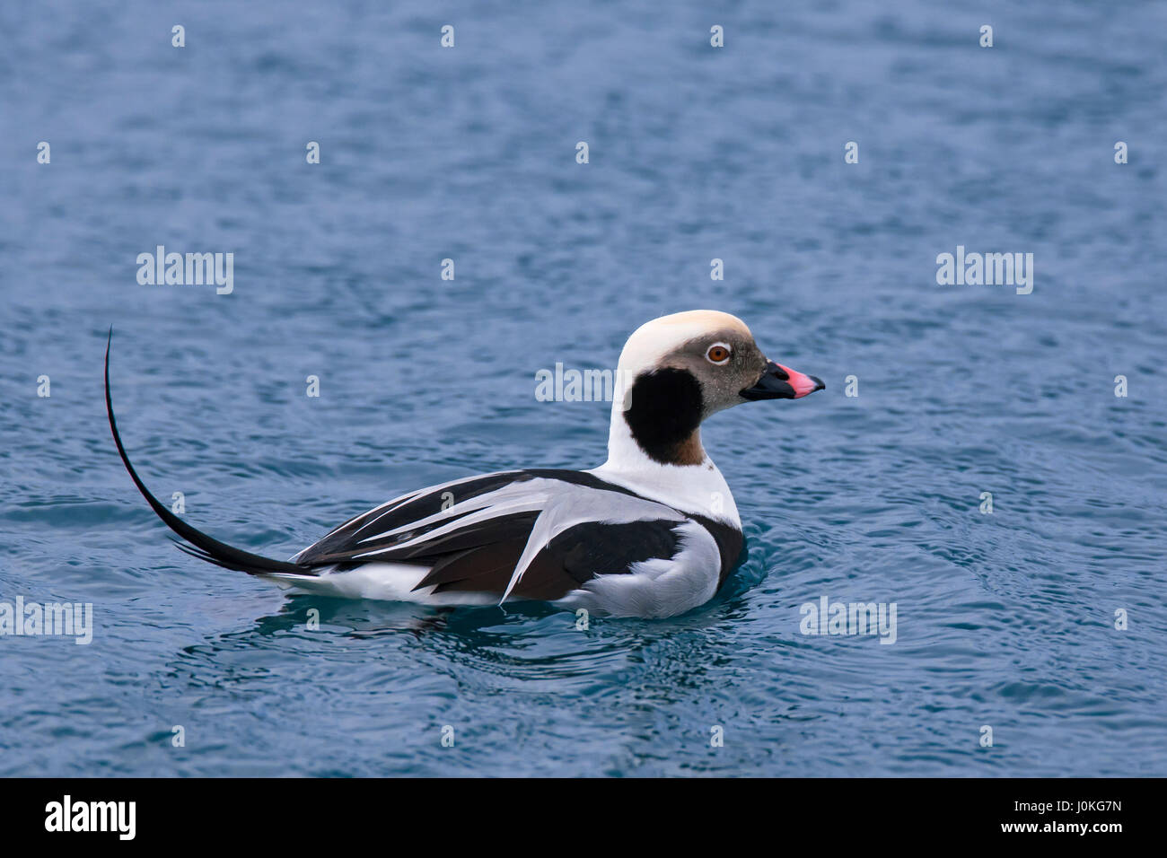 Long-tailed duck (Clangula hyemalis) male swimming at sea in winter Stock Photo