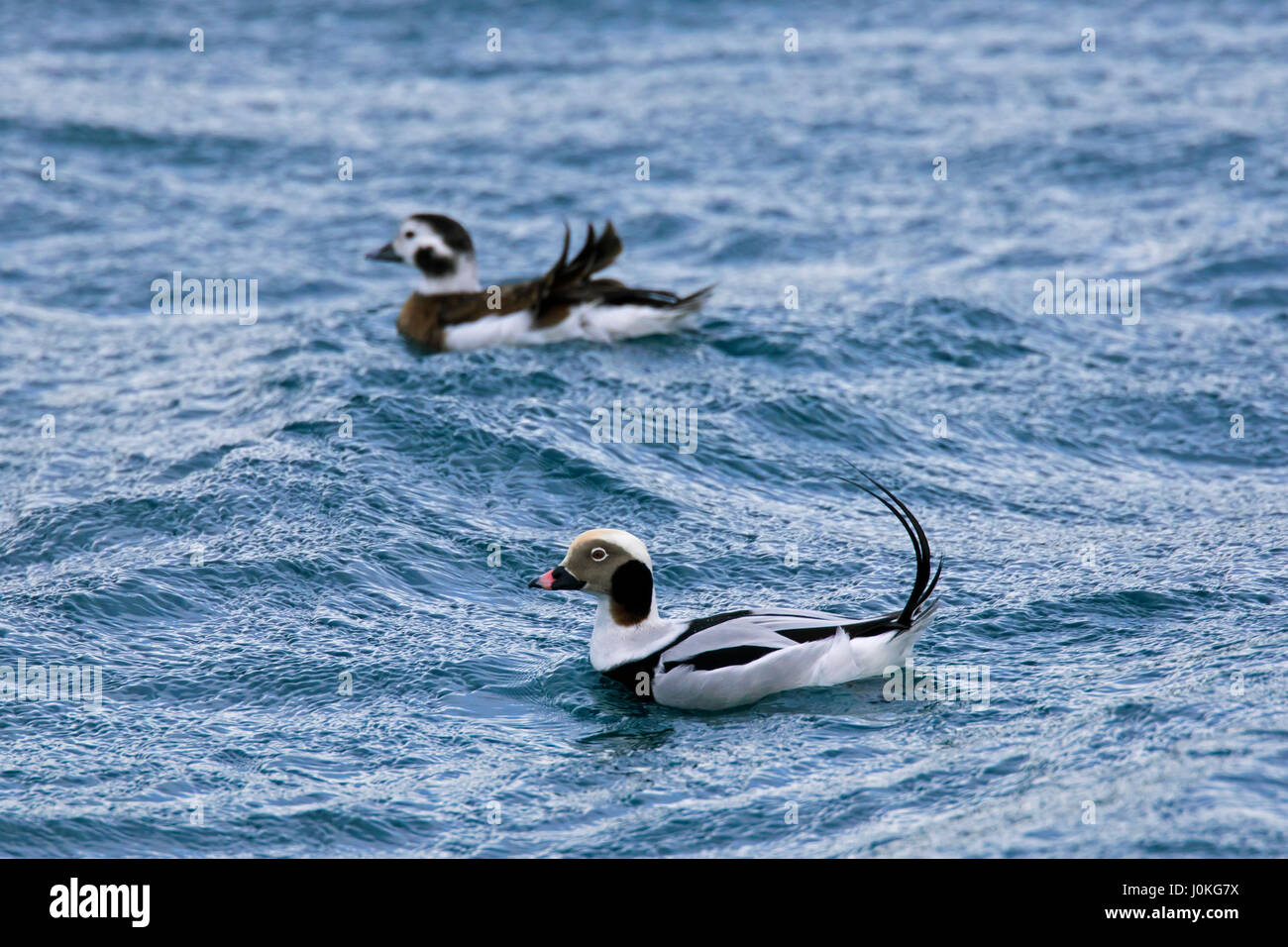 Long-tailed duck (Clangula hyemalis) pair, male and female swimming at sea in winter Stock Photo