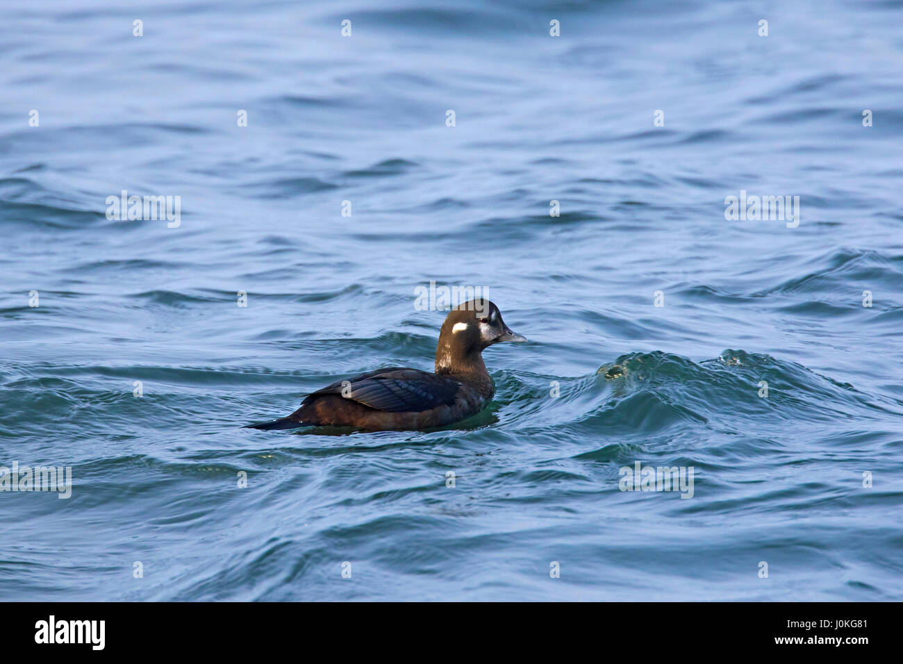 Harlequin duck (Histrionicus histrionicus) female swimming at sea in winter Stock Photo