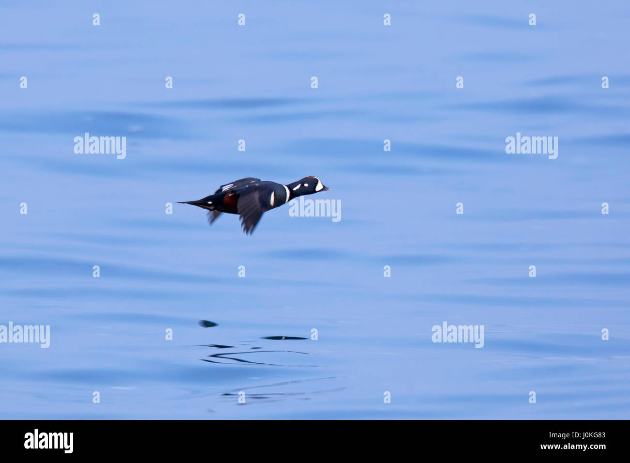 Harlequin duck (Histrionicus histrionicus) male flying above sea water in winter Stock Photo