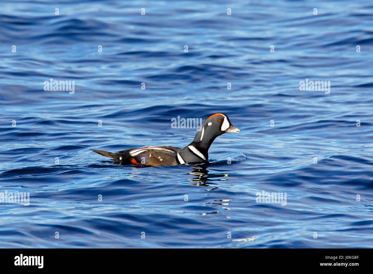 Harlequin duck (Histrionicus histrionicus) male swimming at sea in winter Stock Photo
