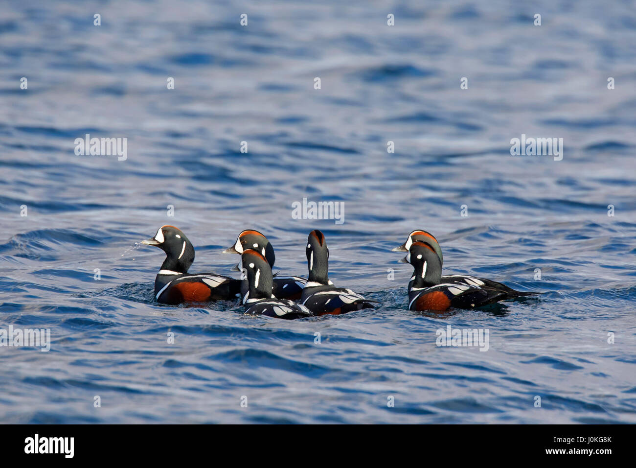Harlequin ducks (Histrionicus histrionicus), flock of males swimming at sea in winter Stock Photo