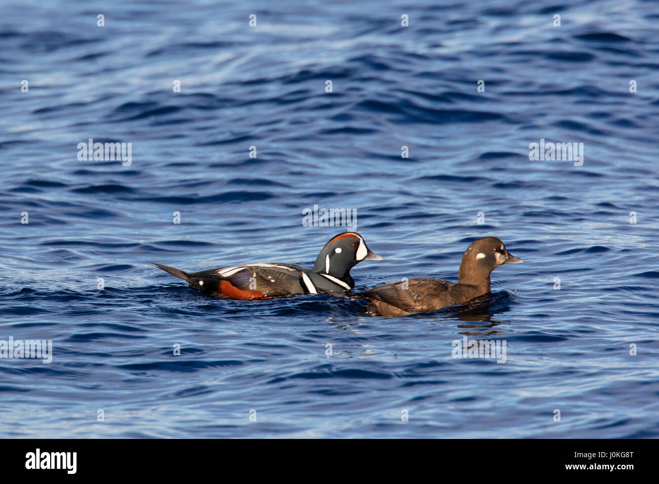 Harlequin duck (Histrionicus histrionicus) pair, male and female swimming at sea in winter Stock Photo