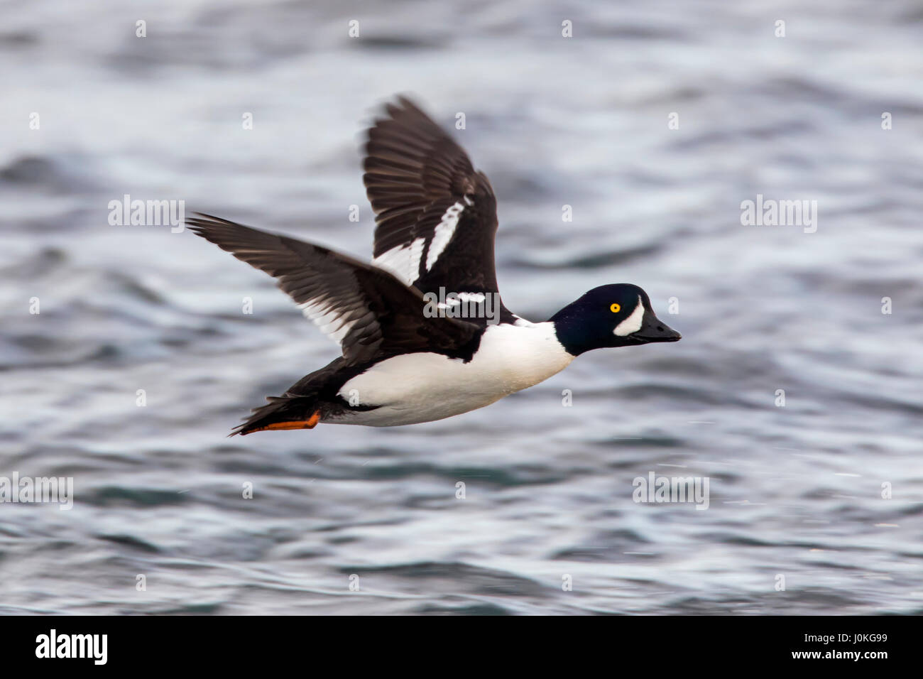 Barrow's goldeneye ducks hires stock photography and images Alamy
