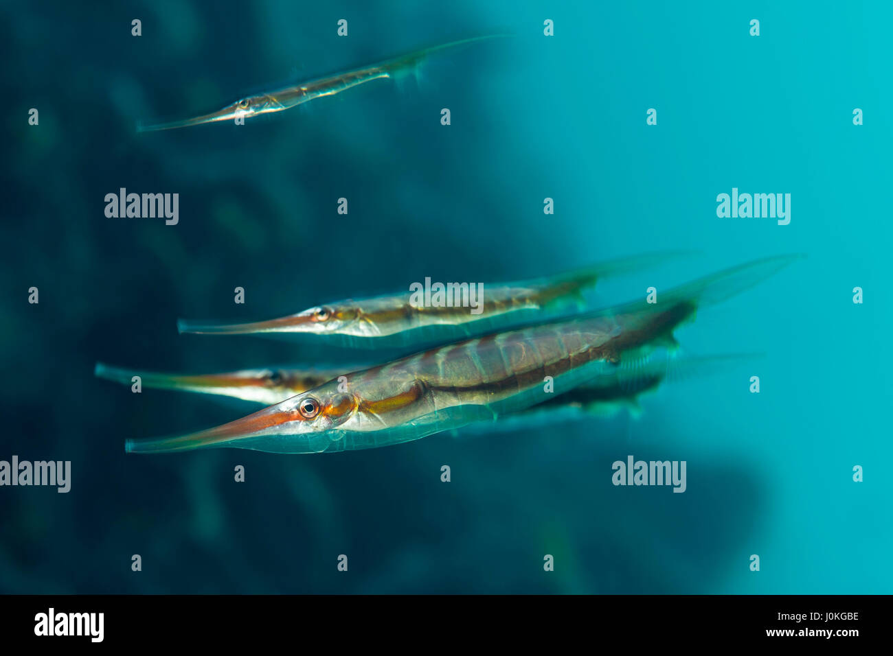 Razorfish, Aeoliscus strigatus, Bali, Indonesia Stock Photo