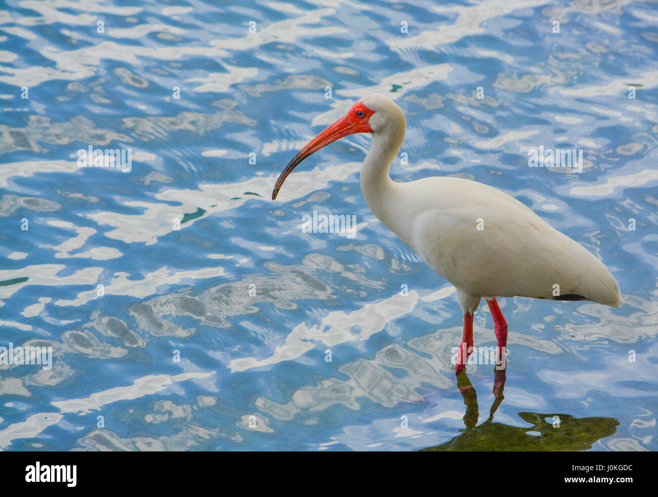 A American White Ibis (Eudocimus Albus) wading searching for food in the water of Lake Eola in Orlando, Florida. Stock Photo