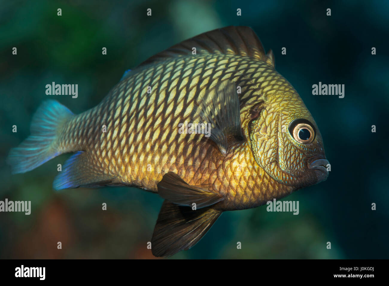 Reticulated Damsel, Dascyllus reticulatus, Bali, Indonesia Stock Photo