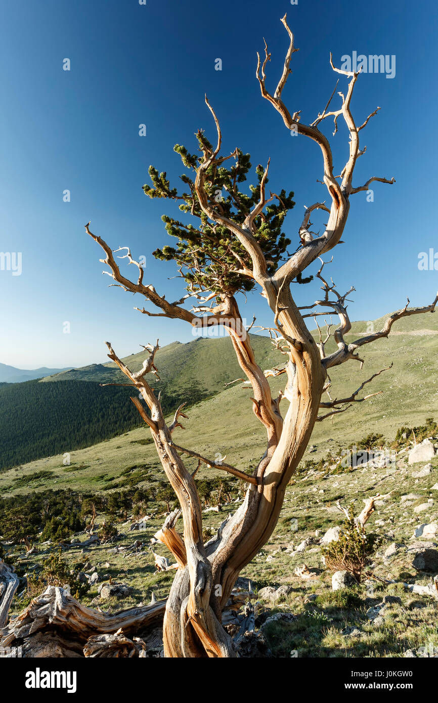 Bristlecone pine, Mount Goliath Wilderness Area, Mount Evans, Colorado USA Stock Photo