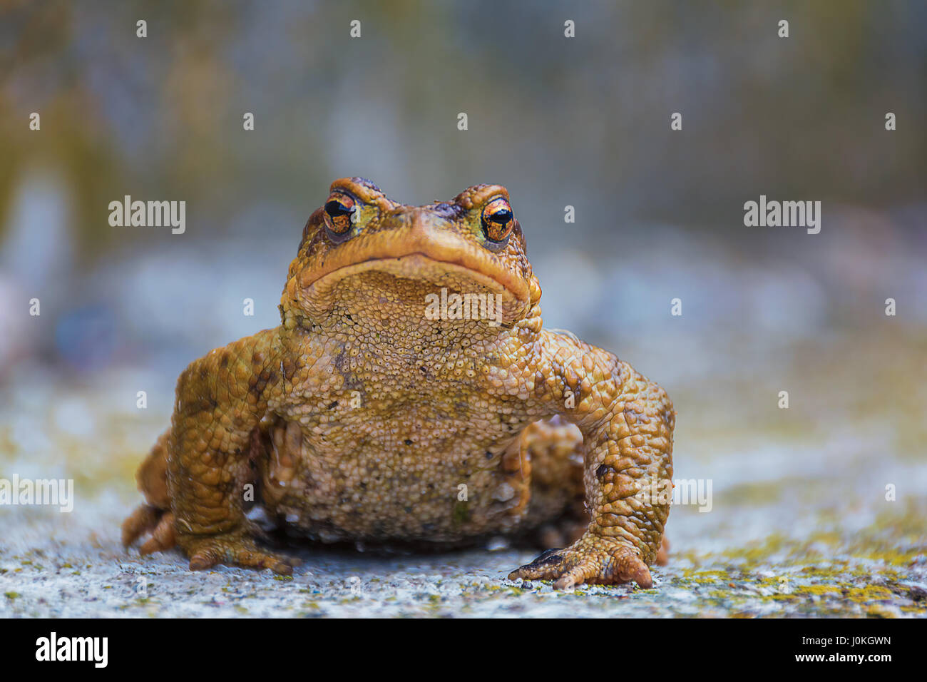 Green true toad sitting on the gray asphalt road Stock Photo