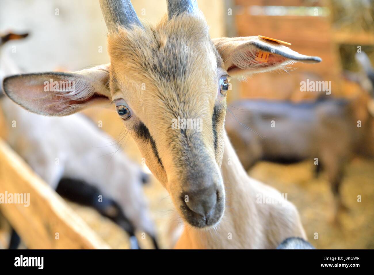 enjoyable goat in pose Stock Photo