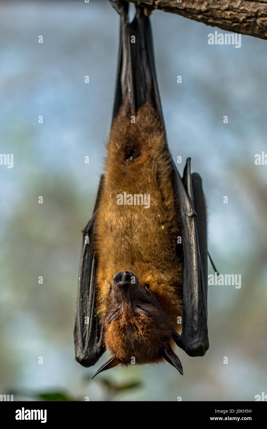Bat  sleeping upside down Stock Photo
