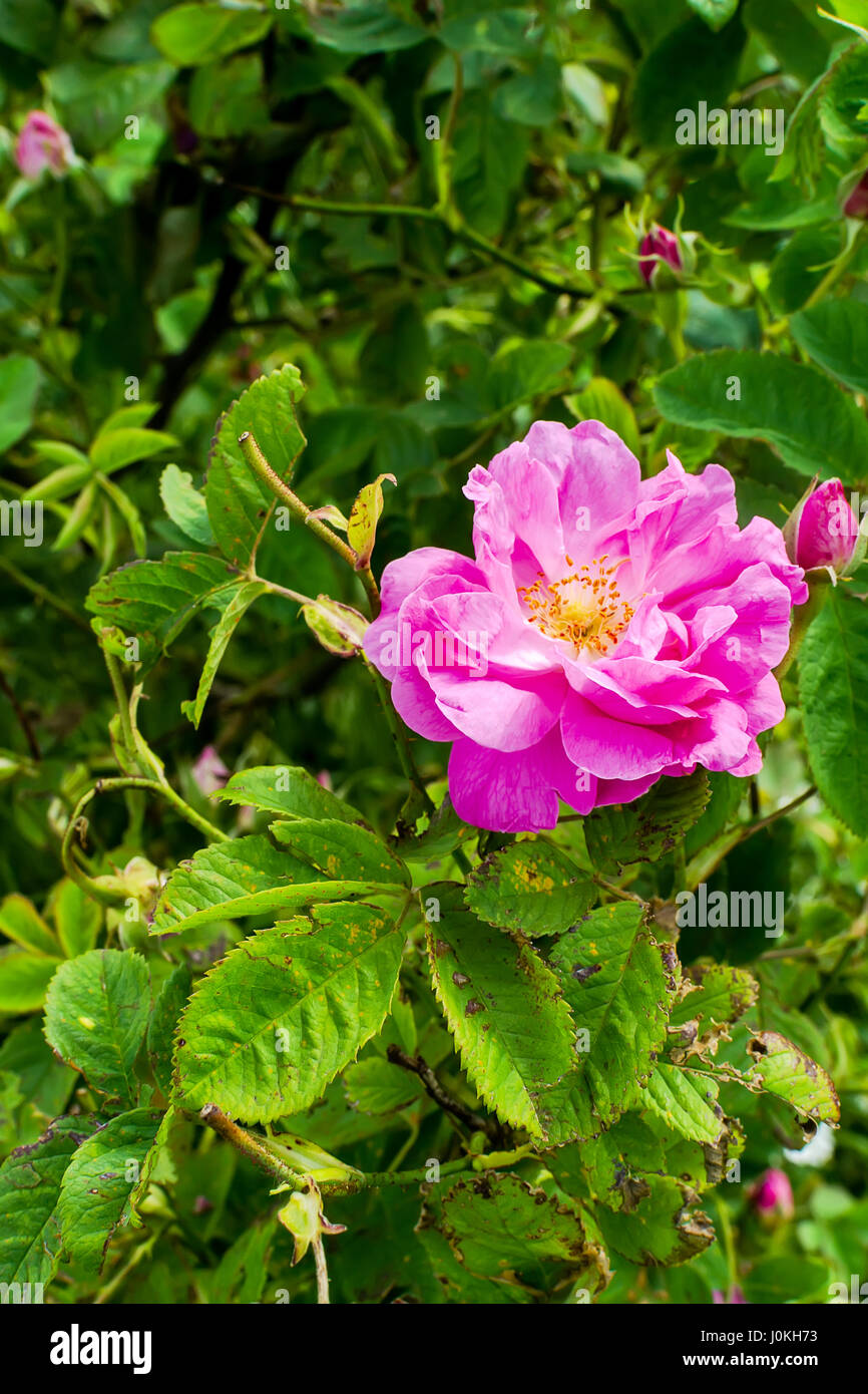 Real Bulgarian Damascena Rose from Rose Valley Stock Photo - Alamy