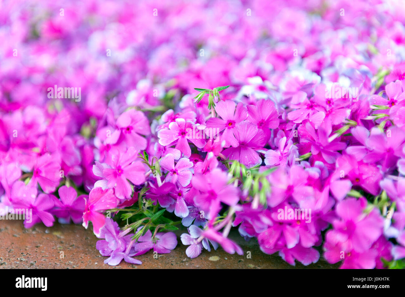Pink phlox flowers beside street during blossom season Stock Photo
