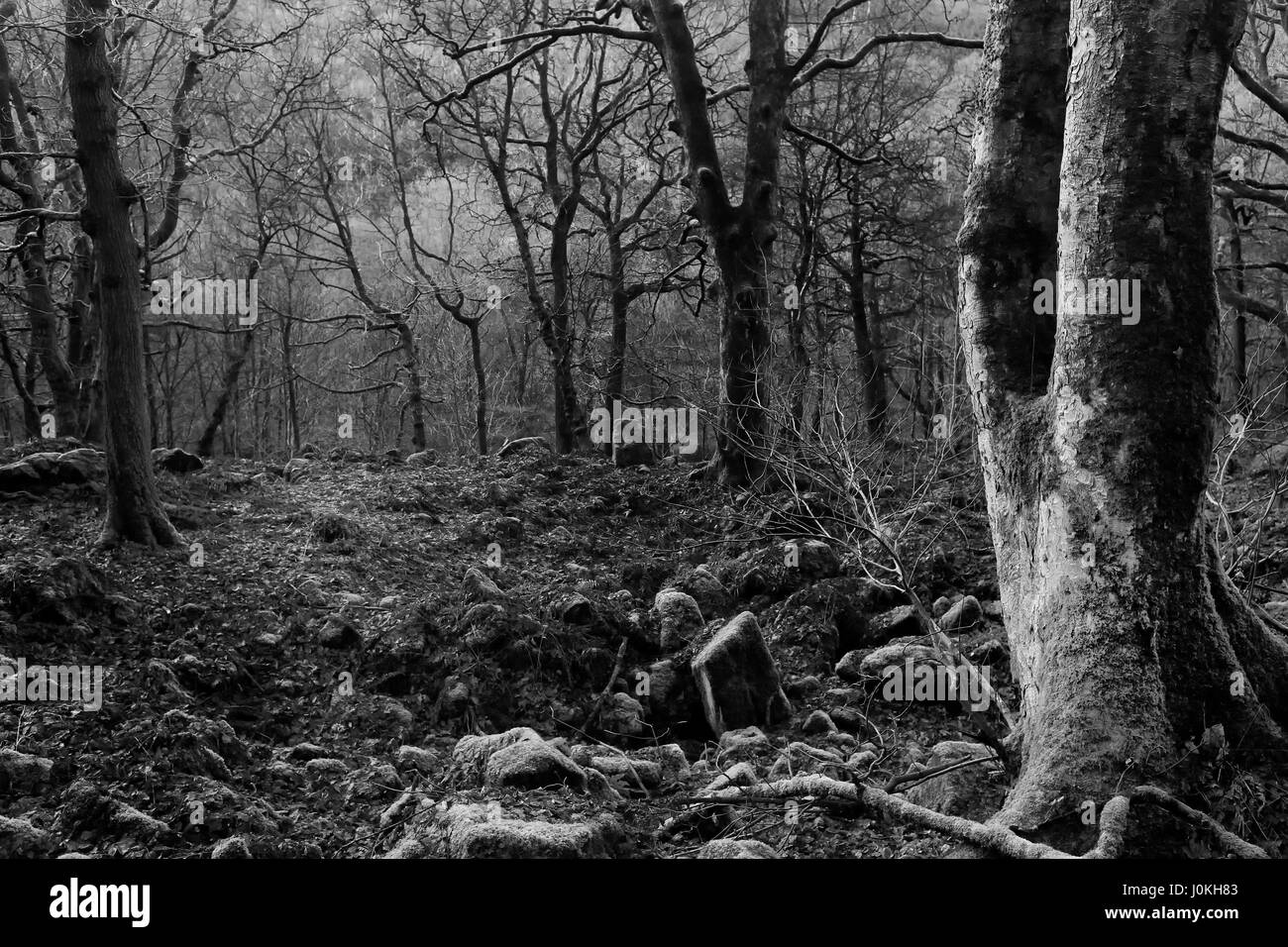 Woodland scene in England Stock Photo