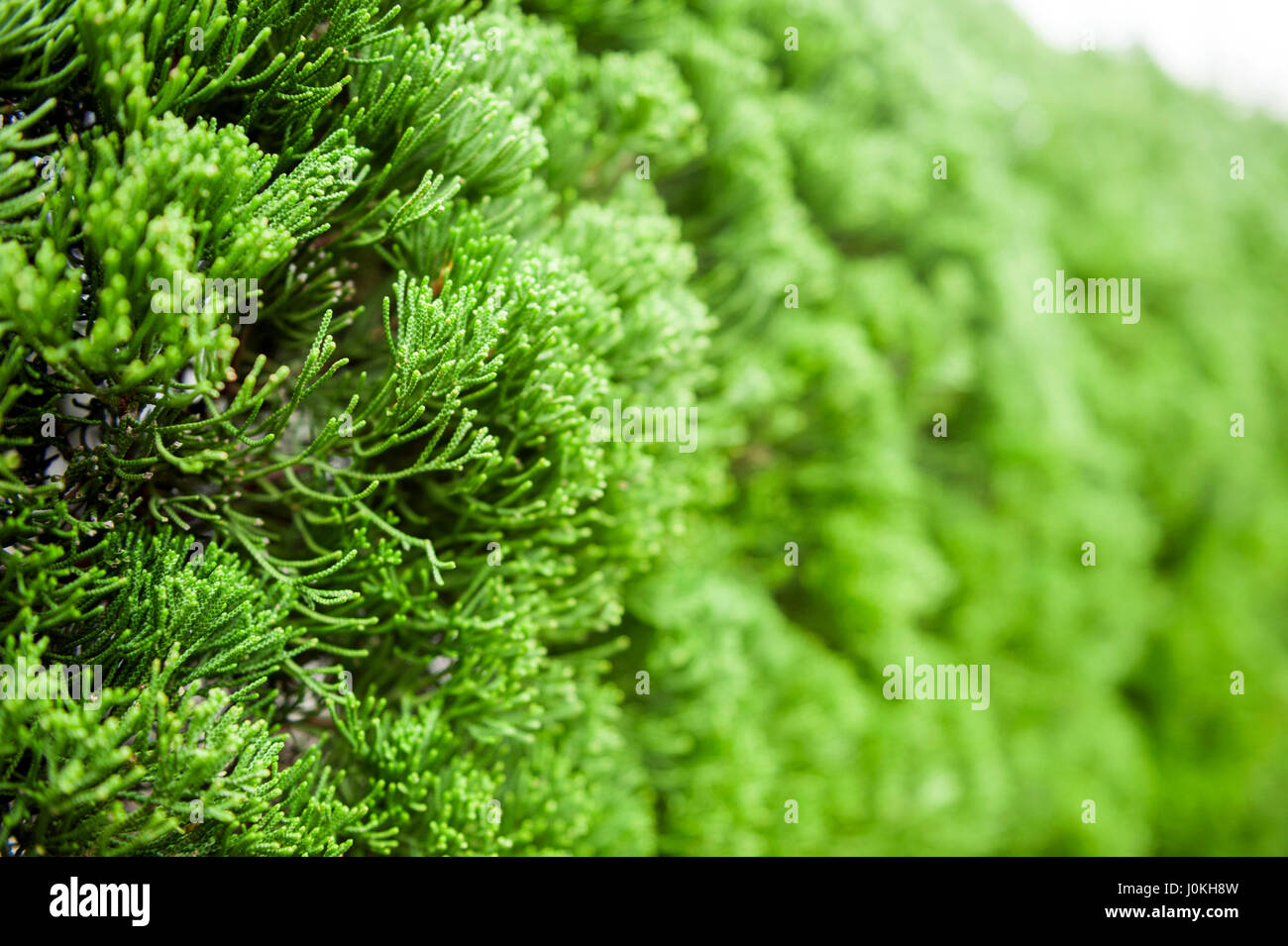 Lush foliage of Cypress background texture Stock Photo
