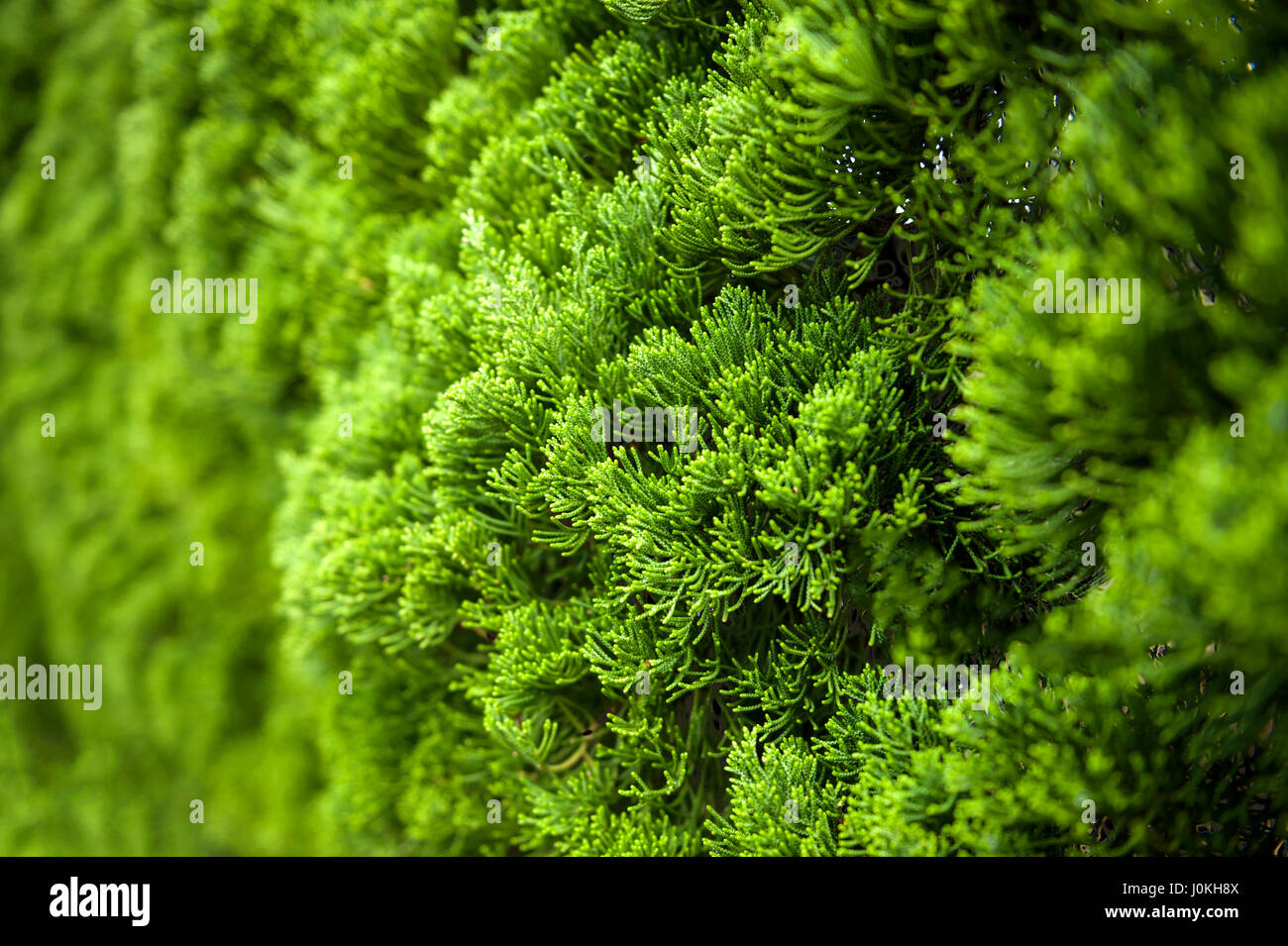 Lush foliage of Cypress background texture Stock Photo