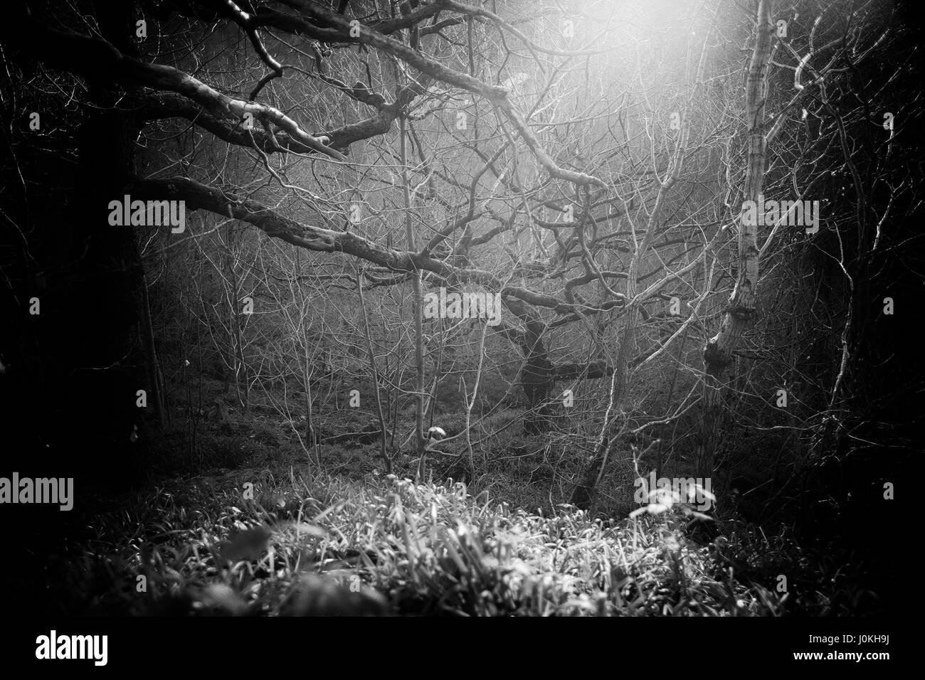 Sunlight Illuminates Winter Forest in Calderdale, West Yorkshire Stock Photo