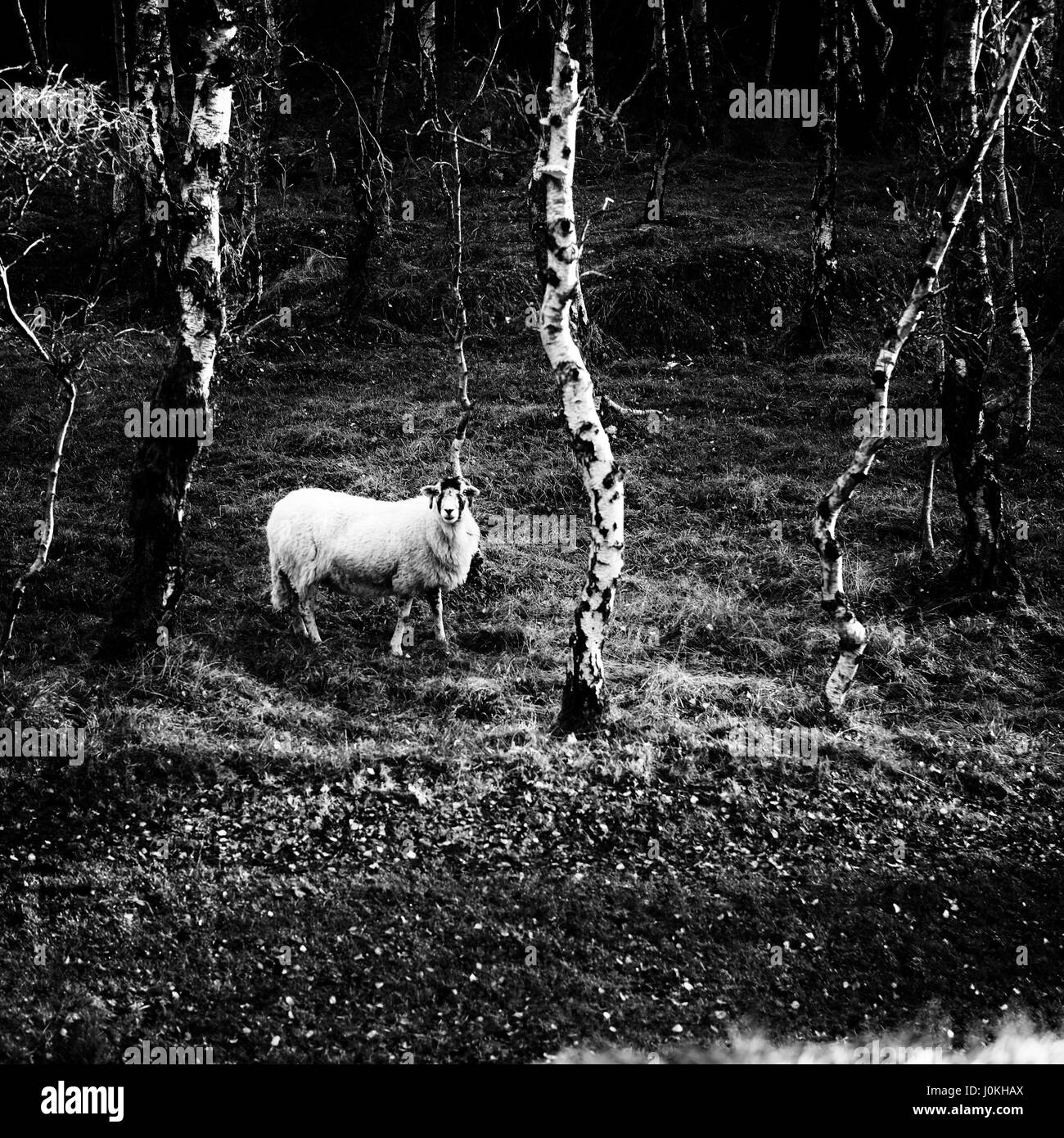 Curious sheep at Bolehill Quarry, Peak Distict Stock Photo